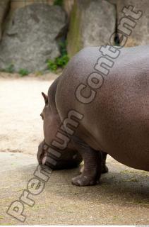 Hippo 0007